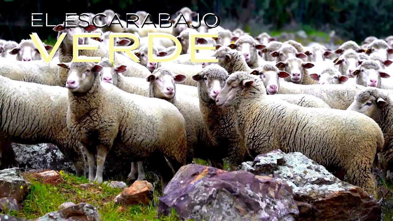 El escarabajo verde - Dehesa de Autor | La2