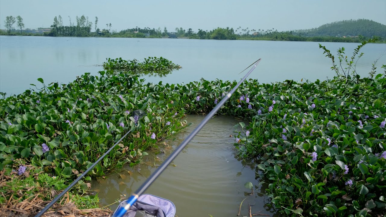 Bo bằng chết câu cá sông tự nhiên vẫn là thích nhất
