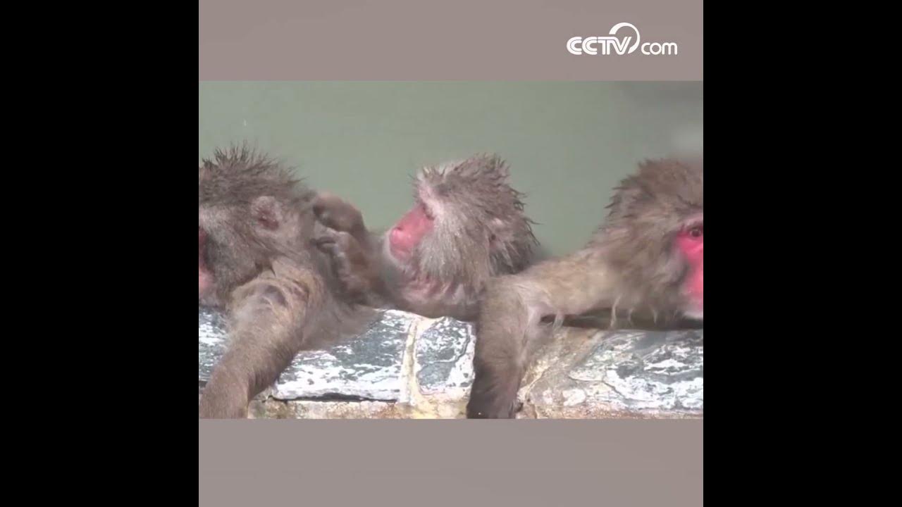 Купание обезьян харламов. Купание обезьяны в теплой воде группа. Видео как купается мартышка. Купание обезьяны в теплой воде группа состав.