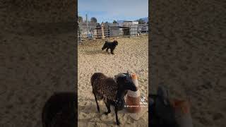 Bouvier Des Flandres herding sheep