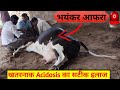 Treatment of acidosis l symptoms of acidosis  vet guru radhe