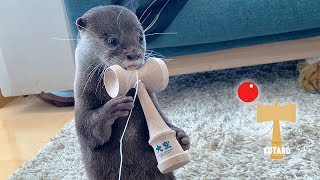 カワウソ コタロー　けん玉をあげてみた　Kotaro the Otter Playing Kendama（Traditional Japanese Toy）