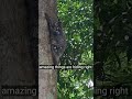 Colugo: Native to Southeast Asia (e.g., Malaysia, Thailand, Philippines).Have you seen this?