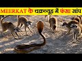 Meerkats के शिकार और बचाव के तरीकों को जानिए | Wise Hunting and Survival Tactics of Meerkats