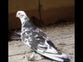 Моздокские голуби.wmv