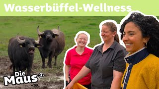 Wie leben Wasserbüffel? | DieMaus | WDR