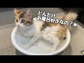 自分からお風呂に入りたがる猫の日常