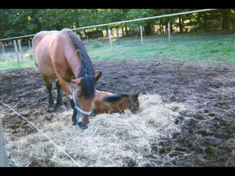 new york carriage horse has affiar on amish farm animal rights