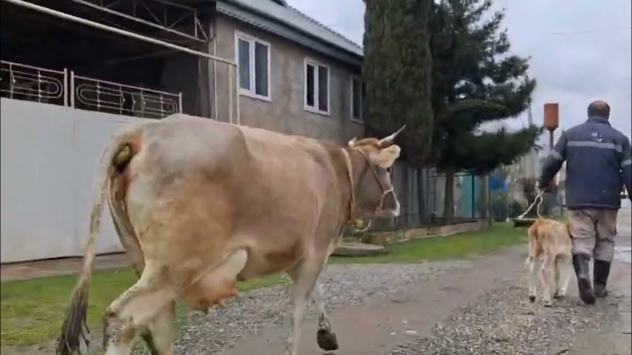 İkinci Qarına Ağqulaq Cinsi Dişi Balali 16-17 Litr Süd Verən İnək Satilir Tel:051.792.83.28