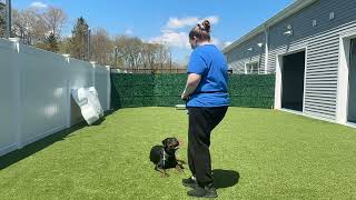 Zola- Working on come, sit, leash walking, place, down, gentle, leave it, and look