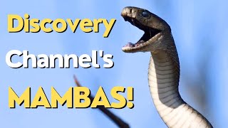 Full Discovery Channel Documentary Compilation. Deadliest African Mambas!