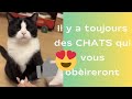 Il y a toujours des chats qui vous obireront shorts chat fyp chats cat cat