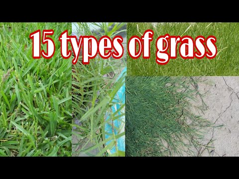 Video: Names and types of herbs. Types of lawn grasses