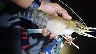 Aksi Tarikan Sepit Biru Udang Galah Yang Bisa Buat Ketagihan