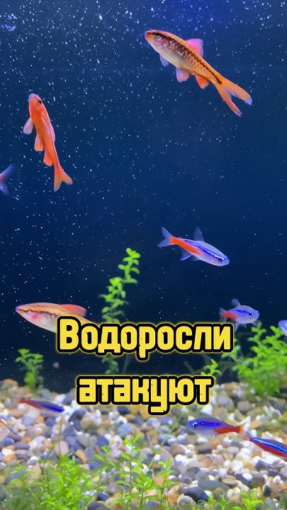 Водоросли атакуют 🌿 #питомцы #рыбки #аквариум #aquarium #fish - YouTube
