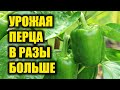 ПОДКОРМИТЕ ПЕРЕЦ ЭТИМ ЧТОБЫ БЫСТРО РОС И УВЕЛИЧИЛСЯ УРОЖАЙ!