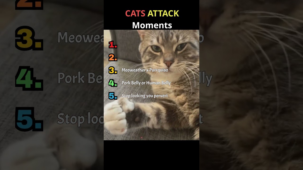 Who Knows Why & When Cats Smack? 