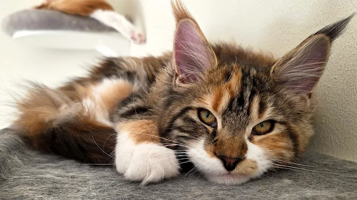 Video 10305361: cute maine coon kitten, maine coon sounds