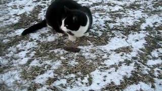 Cat Killer - Pooh The Cat Eats Mouse