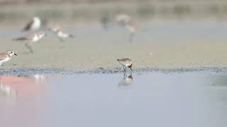 Red-necked Stint 红颈滨鹬