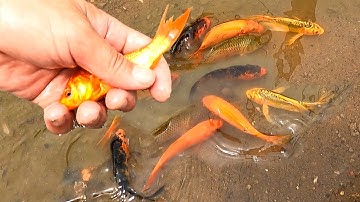 Săn các loại cá ở vũng nước, cá sấu hỏa tiễn, cá dọn bể, cá chép koi, cá thác lác, cá vàng