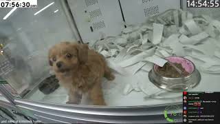 Ice Poseidon Falls In Love With A Wiener Dog At A Dog And Cat Pet Store In Nagasaki