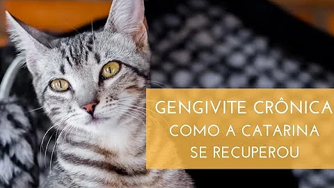 Como eu sei que meu gato está com gengivite?