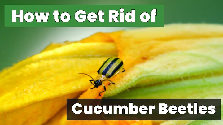 How to Get Rid of Cucumber Beetles FAST!: The Ultimate Guide to Eradicating Cucumber Beetles!