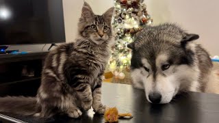 Giant Husky Tries To Steal Cat Toy! Will He Regret It??