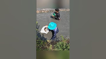 Cận cảnh quậy sìn bắt tôm càng xanh ở miền tây hốt mỏi tay #shorts #crsyfish