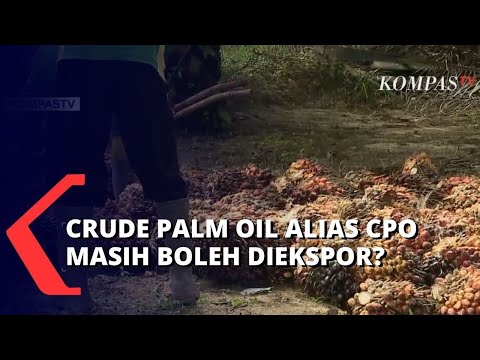 CPO Masih Boleh Diekspor? Ternyata Ini Jenis yang Dilarang Diekspor