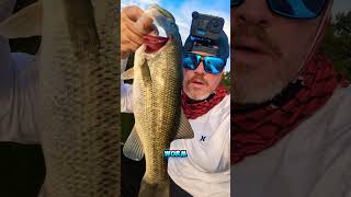 working the grass line with the stick bait worm. let's go! KVD worm🔥🔥🎣#bassfishing #shorts