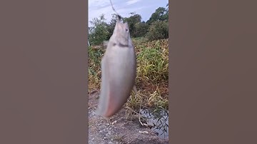 Câu nhấp cá thác lác