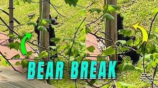 Momma Bear Takes a Break for Scratching then Cub Joins In