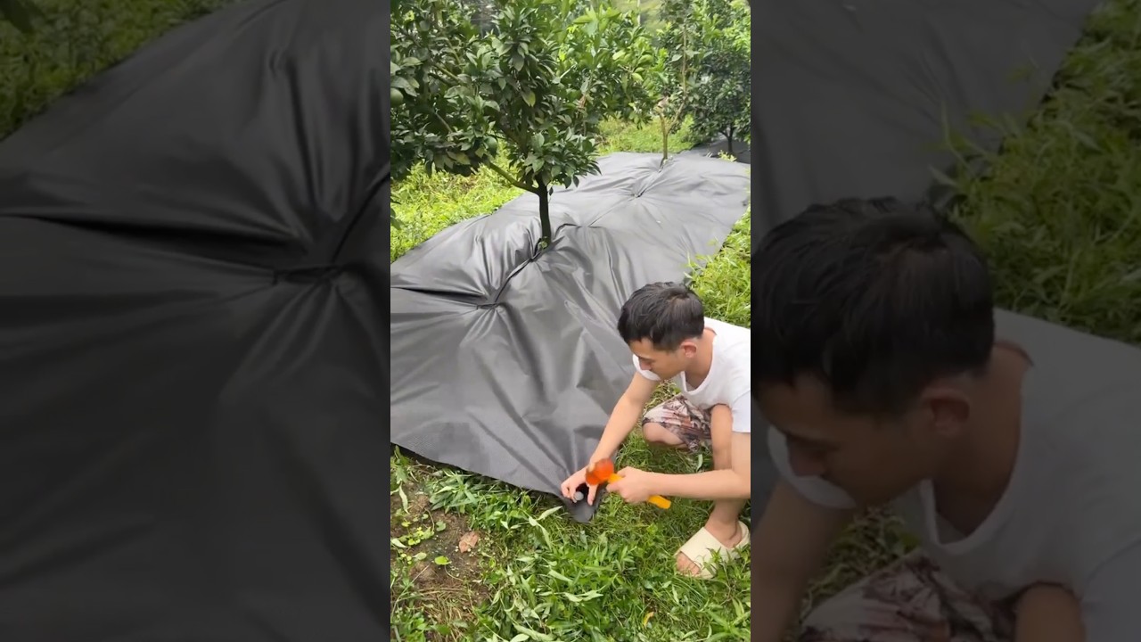 Effective Weed and Moisture Control Method 