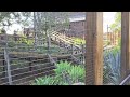 Knott's Berry Farm 1