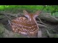 Newborn baby deer in hiding & mothers return