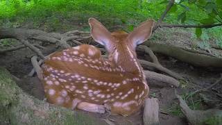 Newborn baby deer in hiding & mothers return