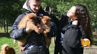 Пикник с карело-финскими лайками! :: Finnish Spitz picnic!