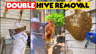 2 Bee Rescues in One Place! (Nearly Impossible To Save...)