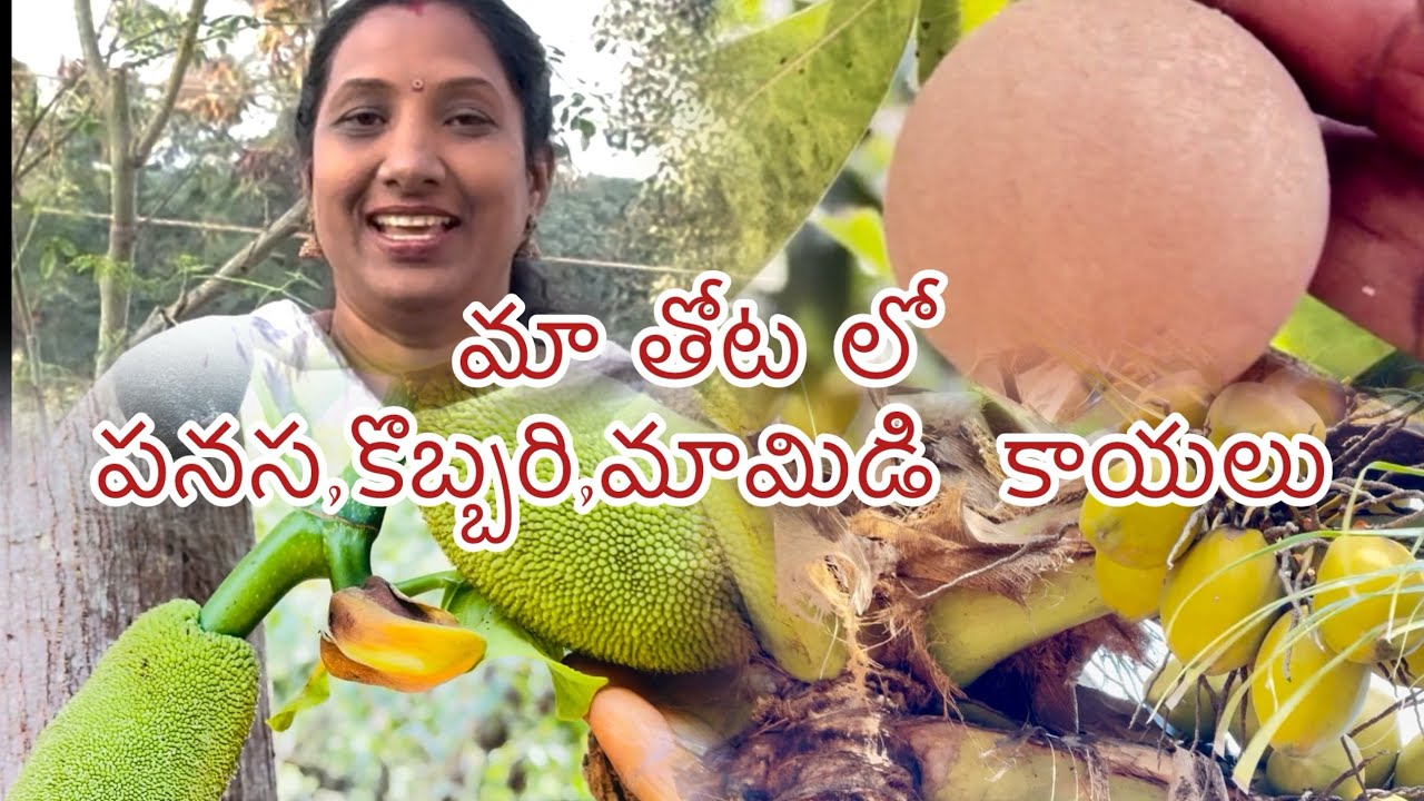 Ma thota lo panasa mamidi kobbari sapota kayalu