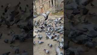 Birds Are Part Of Nature And Feeding Nature Is Nothing But Feeding Yourself