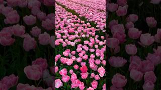 Tulip fields at sunset🌷🌅 #shorts
