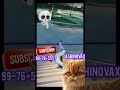HaHaHa 😂 Cat's Expression Is Priceless! 🐱🤣 #funny #shorts #viral