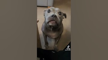 những khoảnh khắc hài hước của các con vật😂