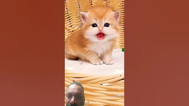 Video 10875311: cat kitten baby pets, cat kitten cute pets, cat kitten pets funny