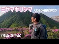【日帰り登山】ミヤマキリシマ溢れるくじゅう歩き。 先ずは指山と立中山を紹介します。 2025.06.01