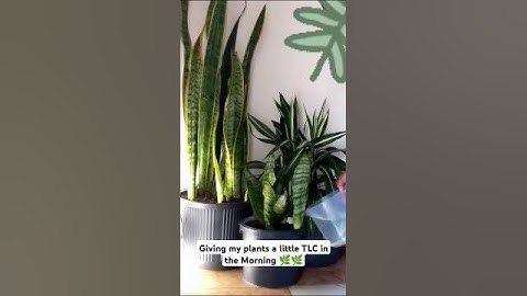 My Morning Watering Routine to Keep My plants Happy#plantscare #indoorplants#shorts