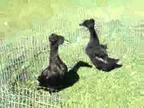 Video: Duck crested black