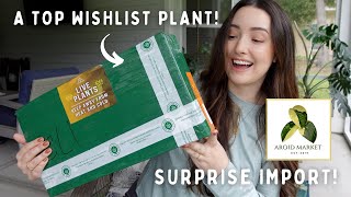 6 VARIEGATED PLANTS! Unboxing a Surprise Import from Aroid Market!